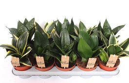 Sansevieria 12cm Hahnii Mix - Green Plant The Horti House