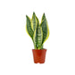 Sansevieria 14cm Laurentii - Green Plant The Horti House