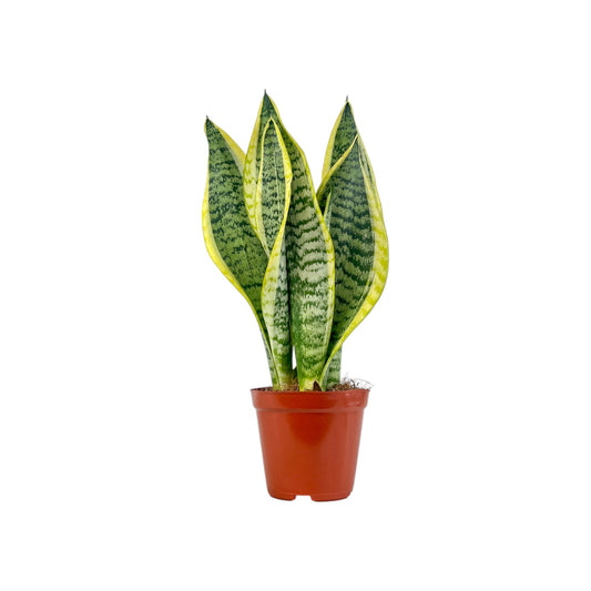 Sansevieria 14cm Laurentii - Green Plant The Horti House
