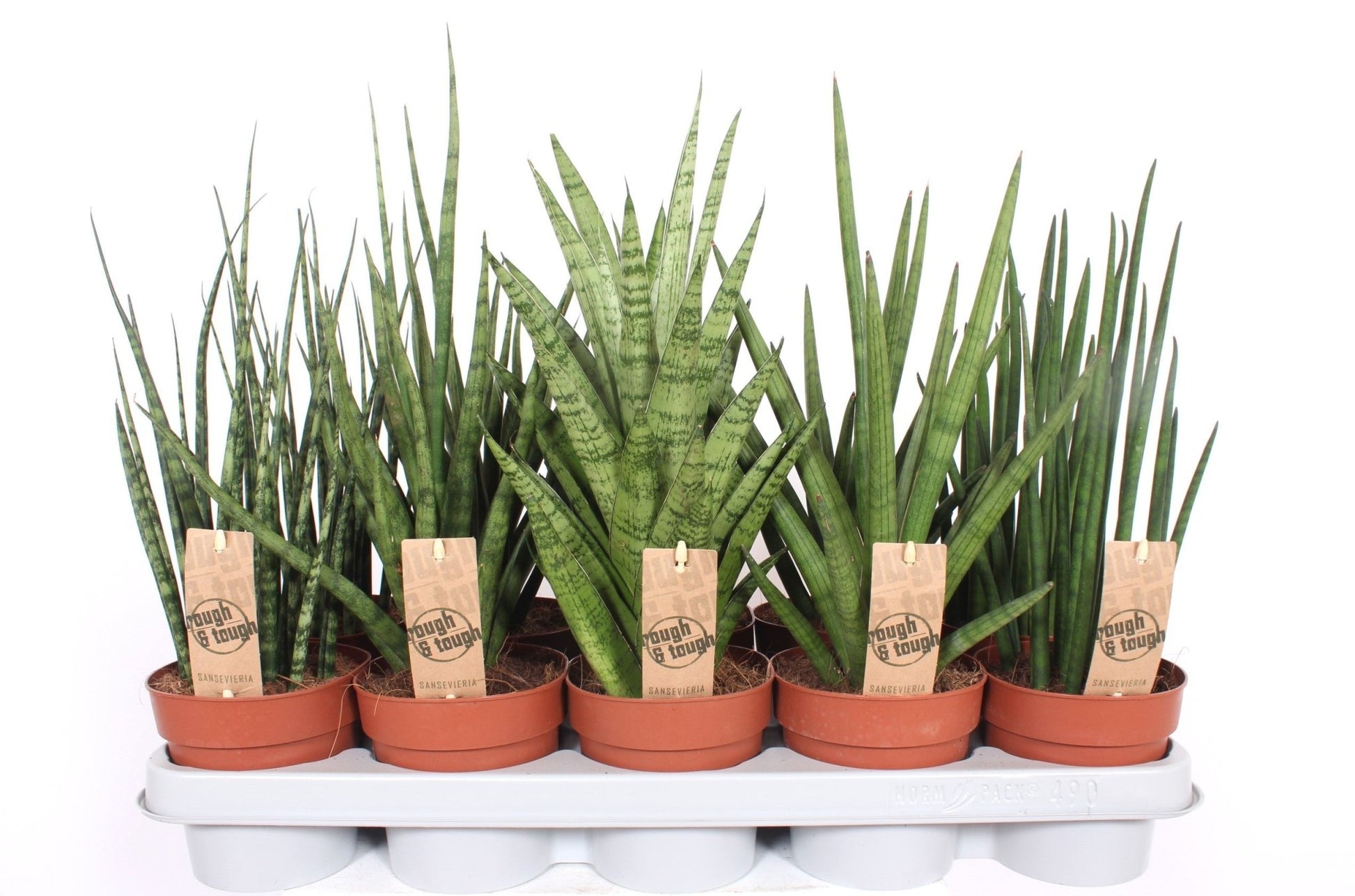 Sansevieria 12cm Luxe Mix - Green Plant The Horti House