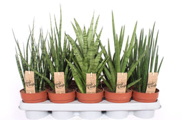 Sansevieria 12cm Luxe Mix - Green Plant The Horti House