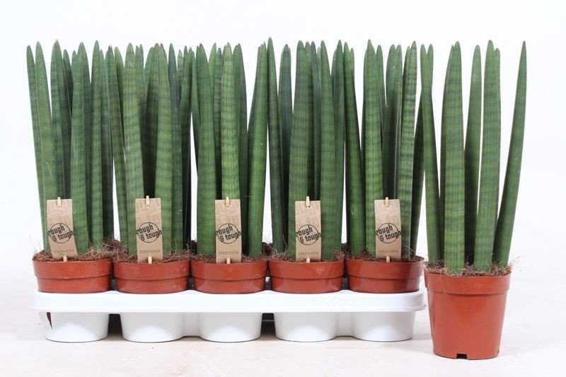Sansevieria 12cm Straight - Green Plant The Horti House