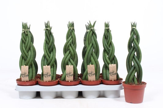 Sansevieria 12cm Twister - Green Plant The Horti House