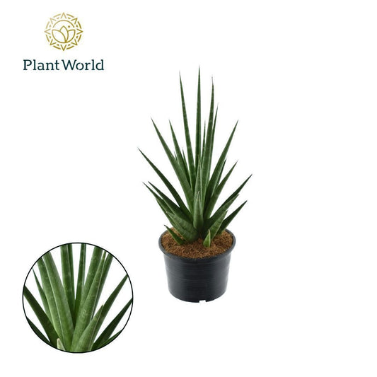 Sansevieria 14cm Dancing Queen - Green Plant The Horti House