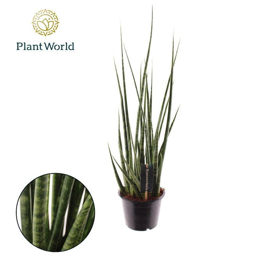 Sansevieria 14cm Digitorum - Green Plant The Horti House