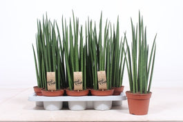Sansevieria 14cm Mikado - Green Plant The Horti House