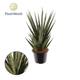 Sansevieria 14cm Sem - Green Plant The Horti House
