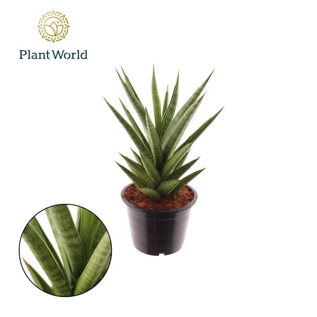 Sansevieria 14cm Starshooter - Green Plant The Horti House