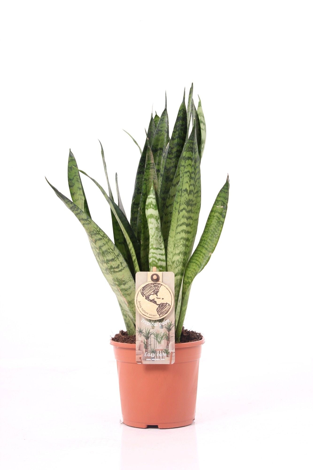 Sansevieria 14cm Zeylanica - Green Plant The Horti House