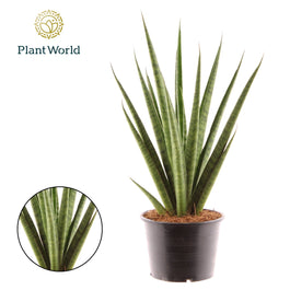 Sansevieria 14cm Trifciata Pineapple - Green Plant The Horti House