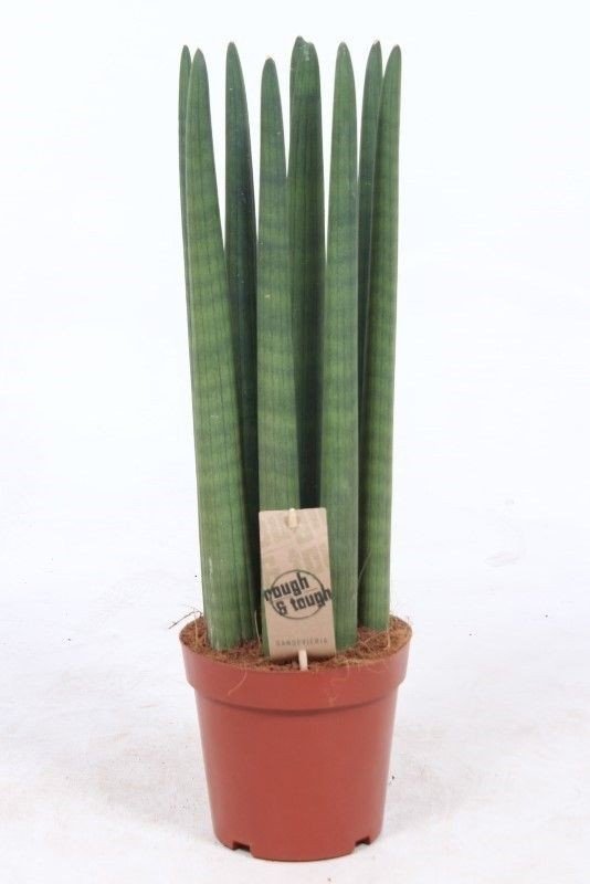 Sansevieria 17cm Straight - Green Plant The Horti House