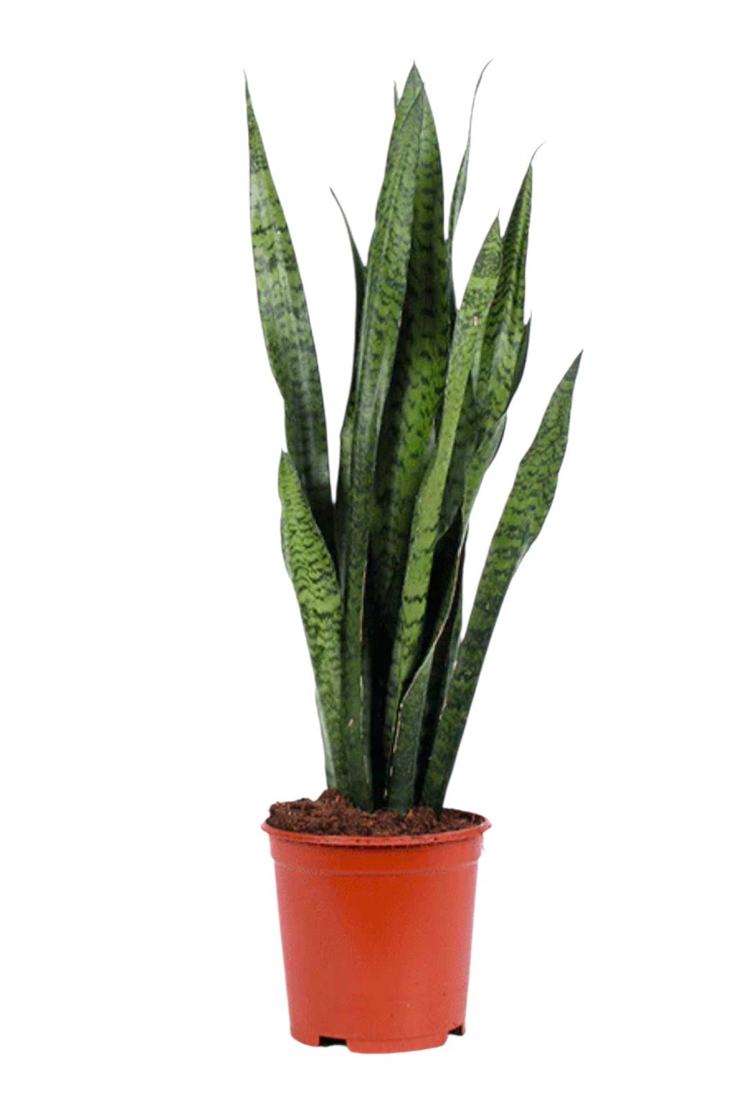 Sansevieria 24cm Zeylanica - Succulent The Horti House