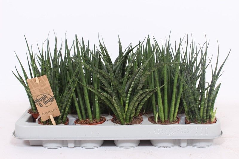 Sansevieria 6cm Luxe Mix - Green Plant The Horti House