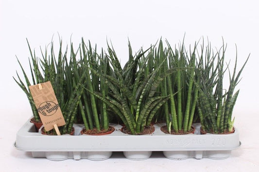 Sansevieria 6cm Luxe Mix - Green Plant The Horti House
