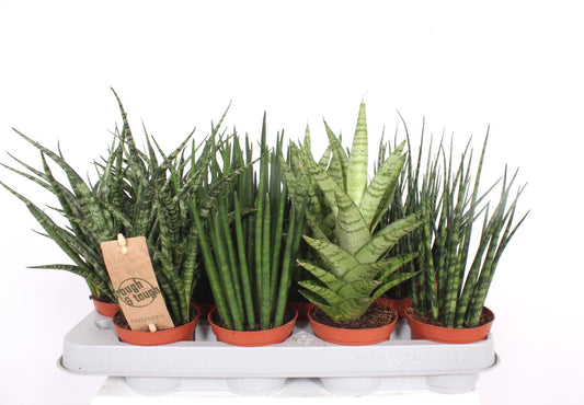 Sansevieria 8cm Luxe Mix - Green Plant The Horti House