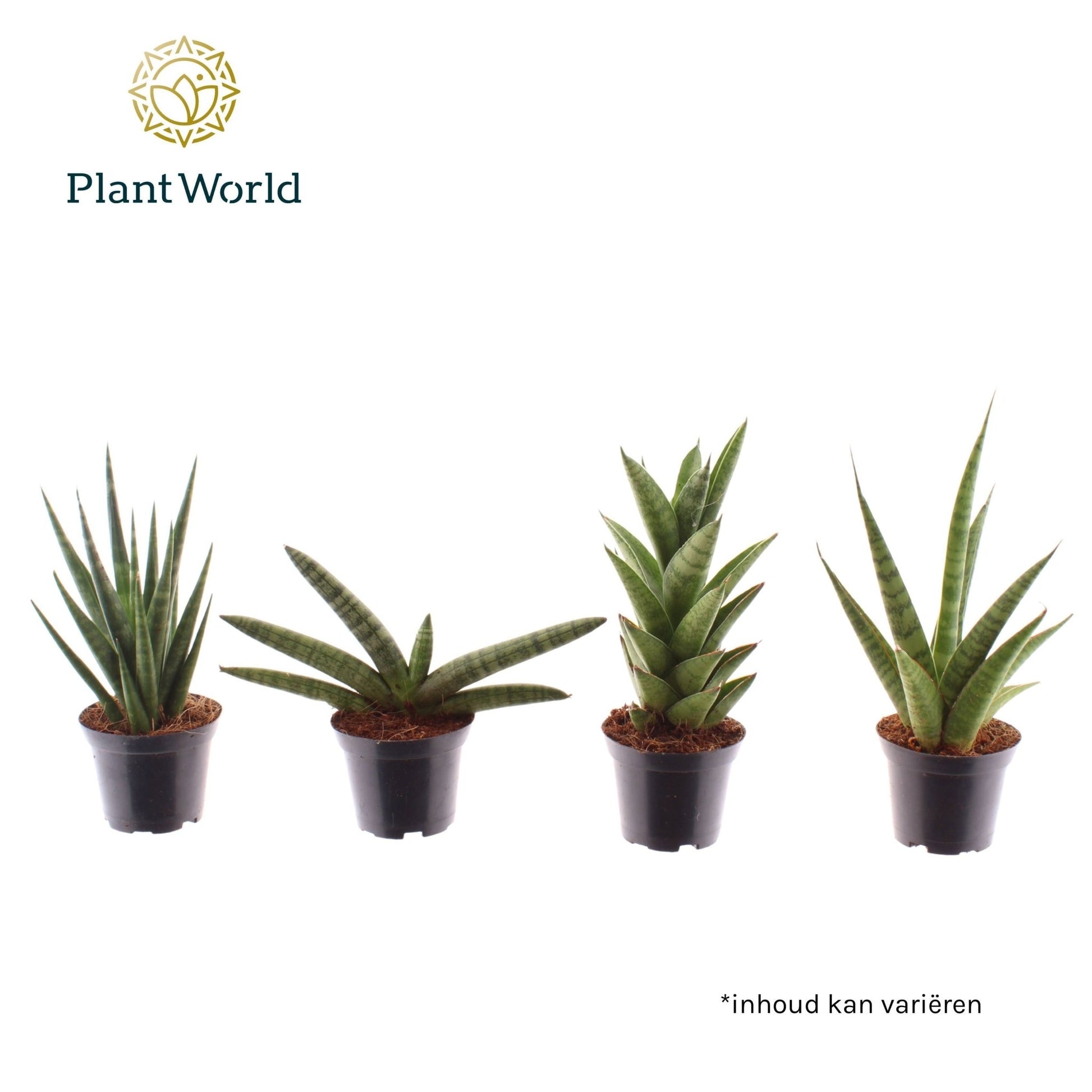 Sansevieria 9cm Mix - Foliage The Horti House