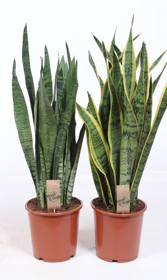 Sansevieria 21cm Mix - Green Plant The Horti House