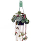 Saxifraga 14cm Stolonifera Hanging - Hanging The Horti House