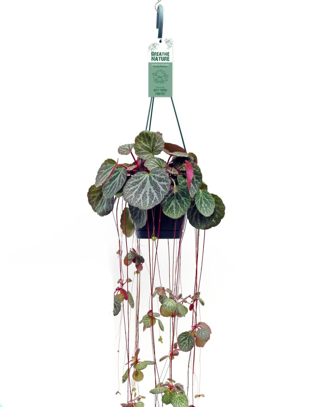 Saxifraga 14cm Stolonifera Hanging - Hanging The Horti House