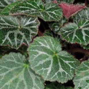 Saxifraga 14cm Stolonifera Hanging - Hanging The Horti House
