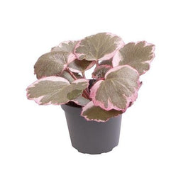 Saxifraga 6cm Stolonifera Variegata - Green Plant The Horti House