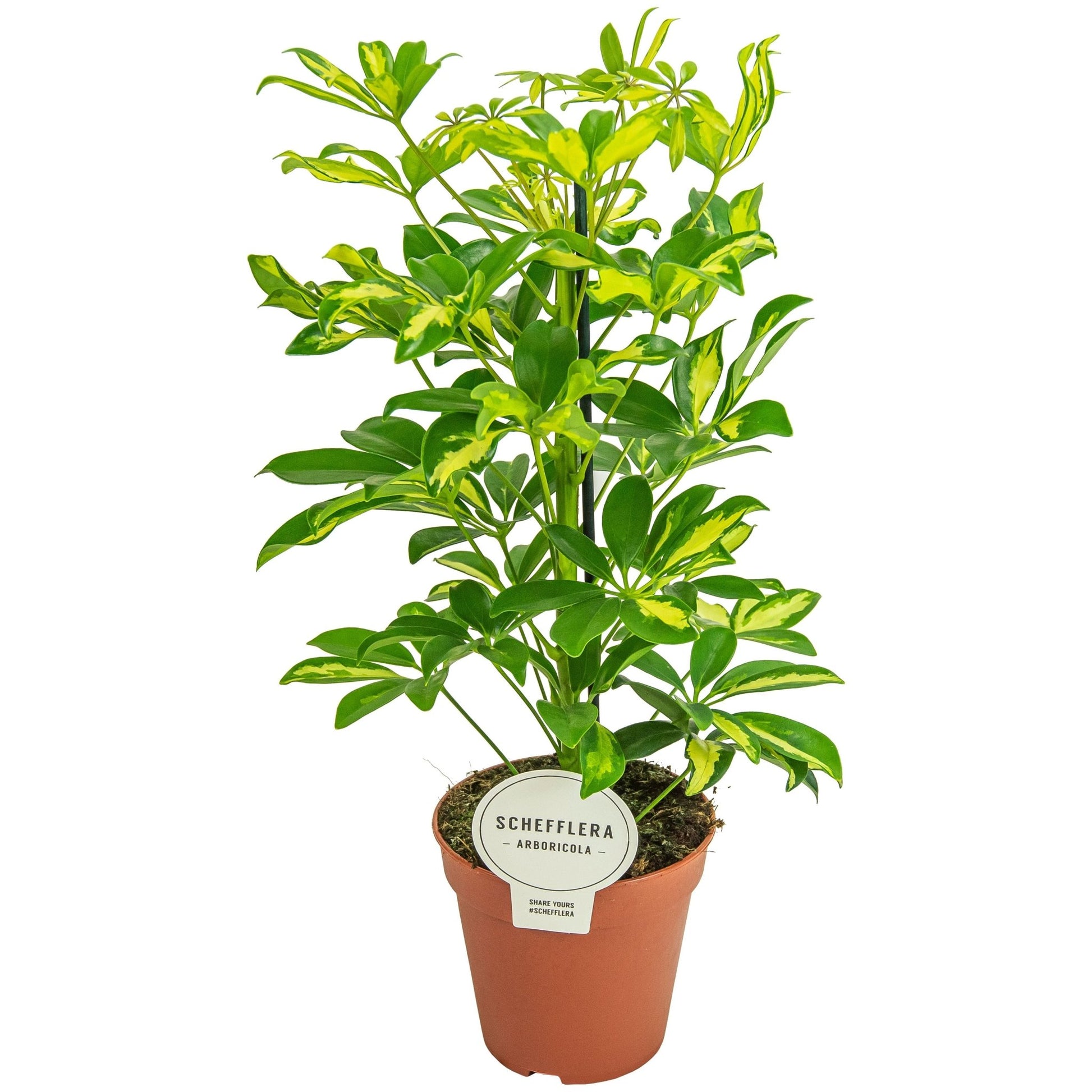 Schefflera 13cm Gerda - Green Plant The Horti House