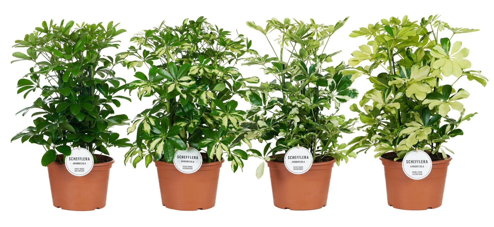 Schefflera 21cm Mix - Green Plant The Horti House