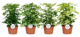 Schefflera 21cm Mix - Green Plant The Horti House