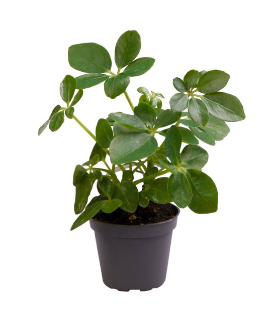 Schefflera 6cm Arboricola - Green Plant The Horti House