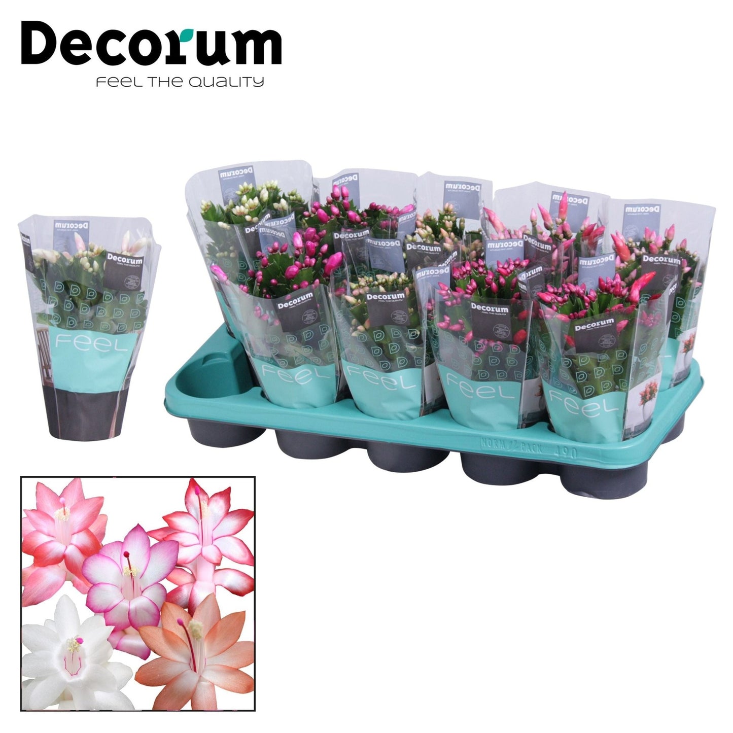 Schlumbergera 10.5cm Mix - Flowering The Horti House