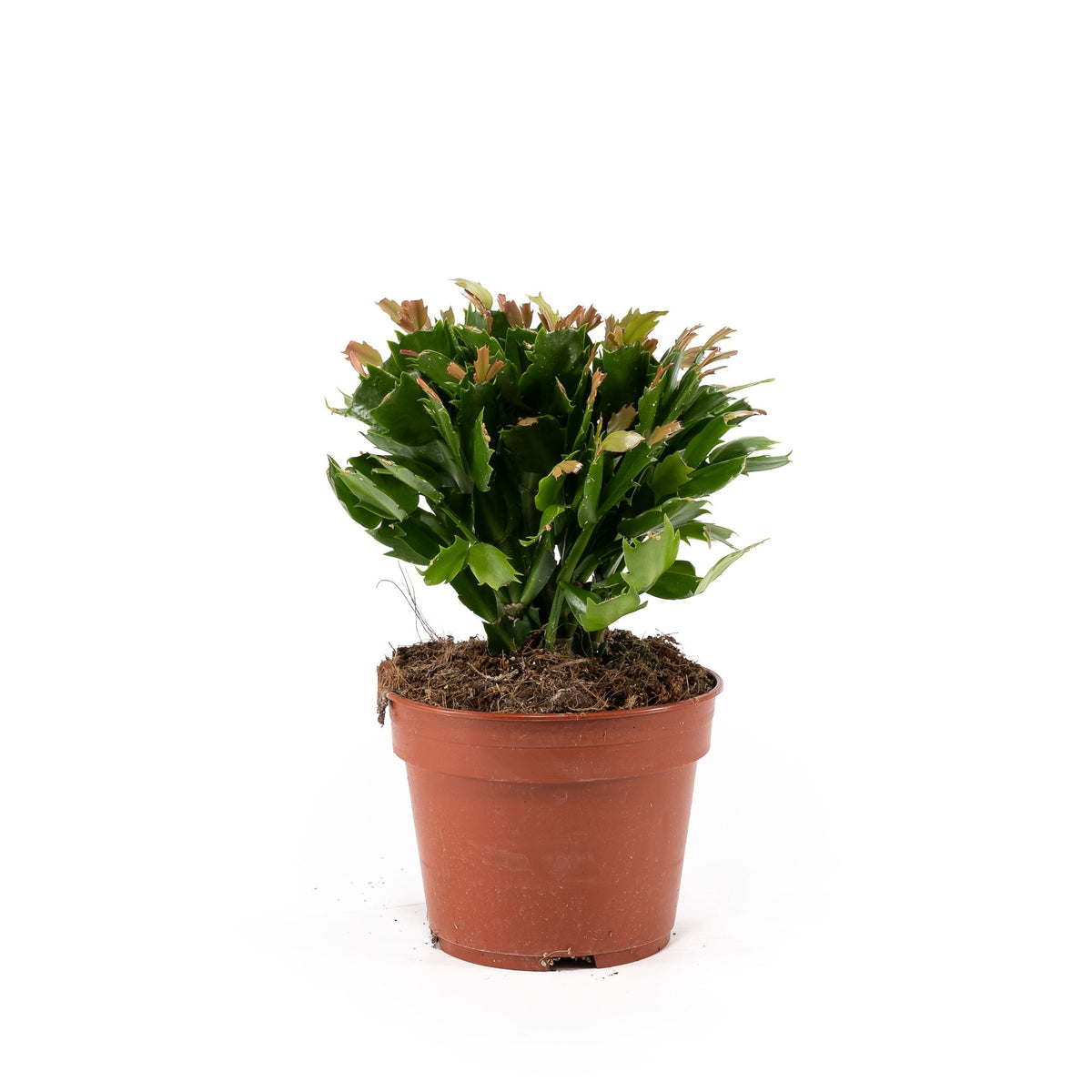 Schlumbergera 17cm Flowering Cactus - Flowering The Horti House