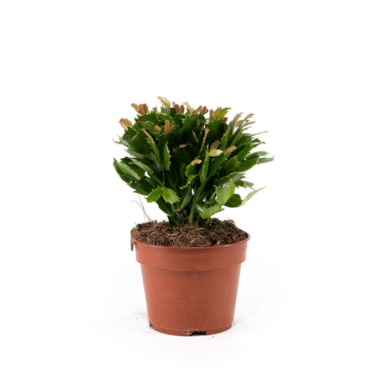 Schlumbergera 17cm Flowering Cactus - Flowering The Horti House