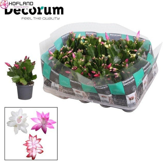 Schlumbergera 7cm Mix - Flowering The Horti House