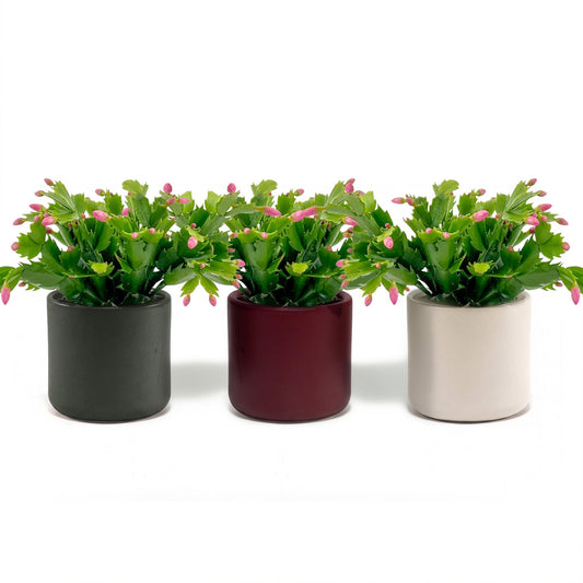 Schlumbergera 9cm in Festive Ceramic - Flowering The Horti House