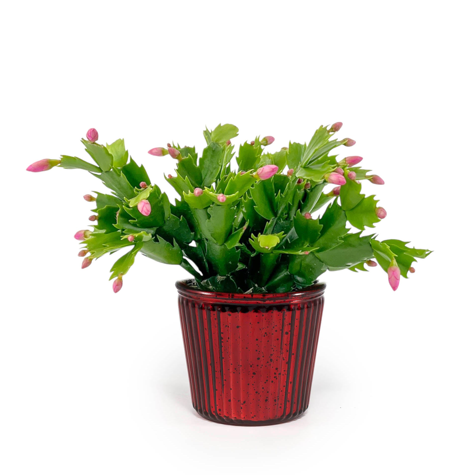 Schlumbergera 9cm in Christmas Glass - Flowering The Horti House