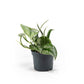 Scindapsus 12cm Pictus Trebie - Green Plant The Horti House