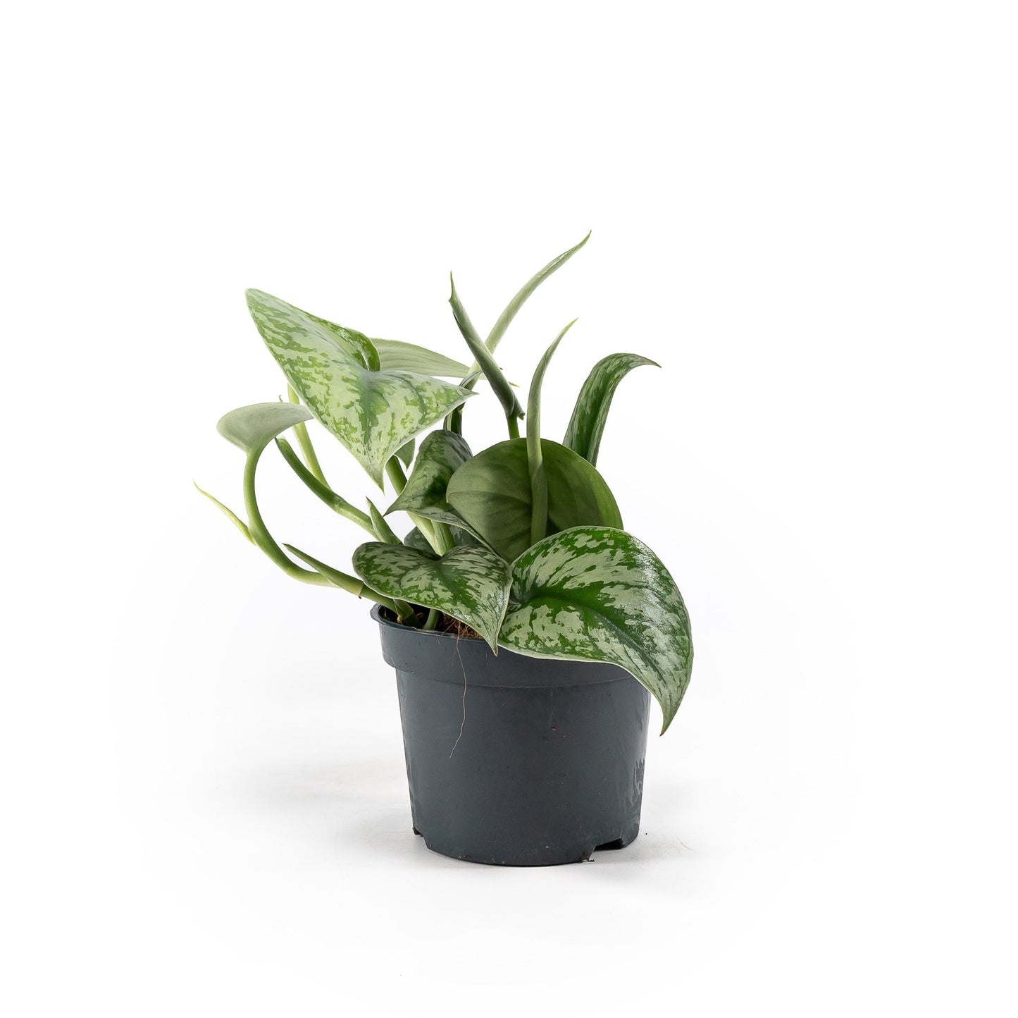 Scindapsus 12cm Pictus Trebie - Green Plant The Horti House