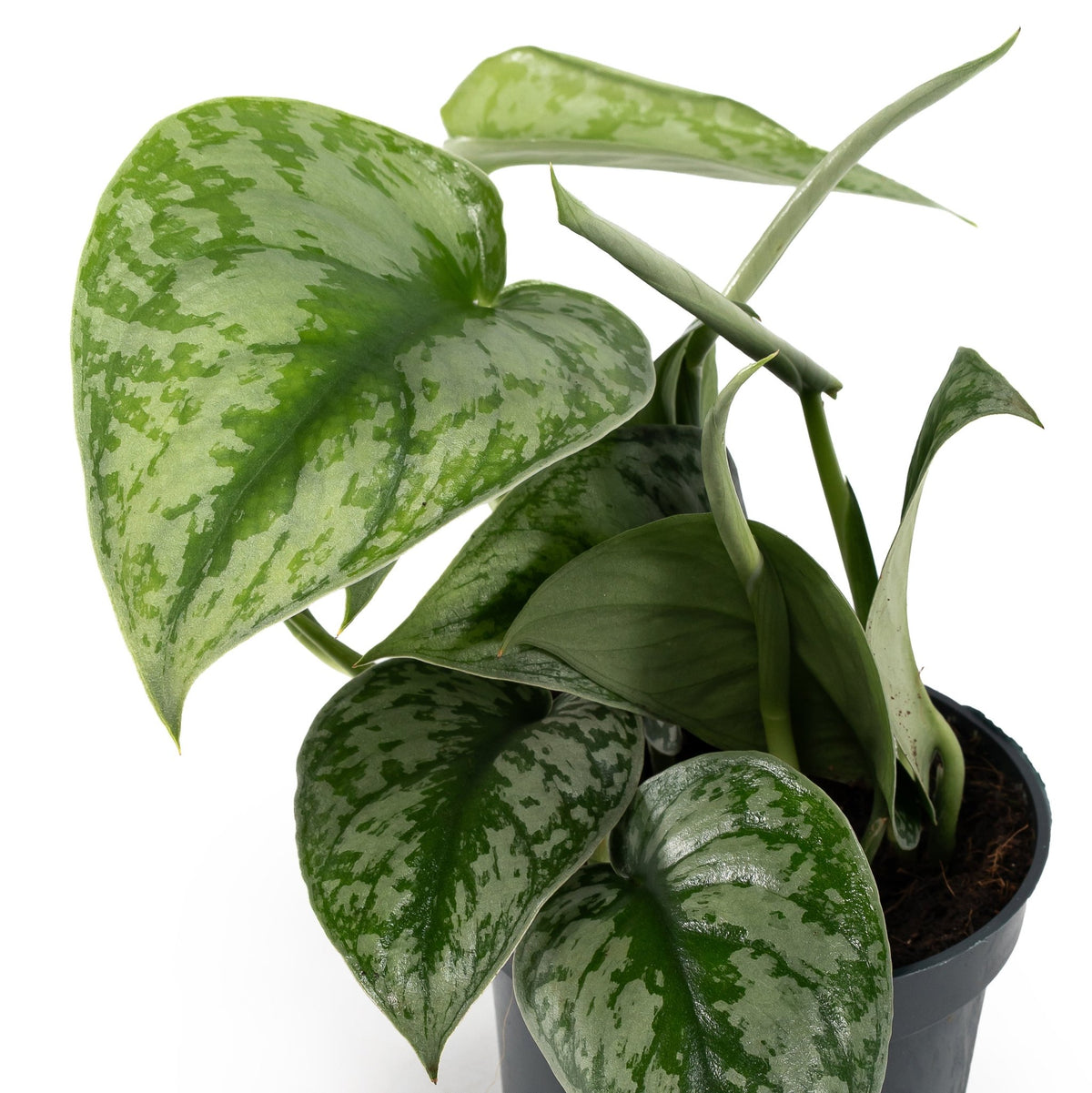 Scindapsus 12cm Pictus Trebie - Green Plant The Horti House