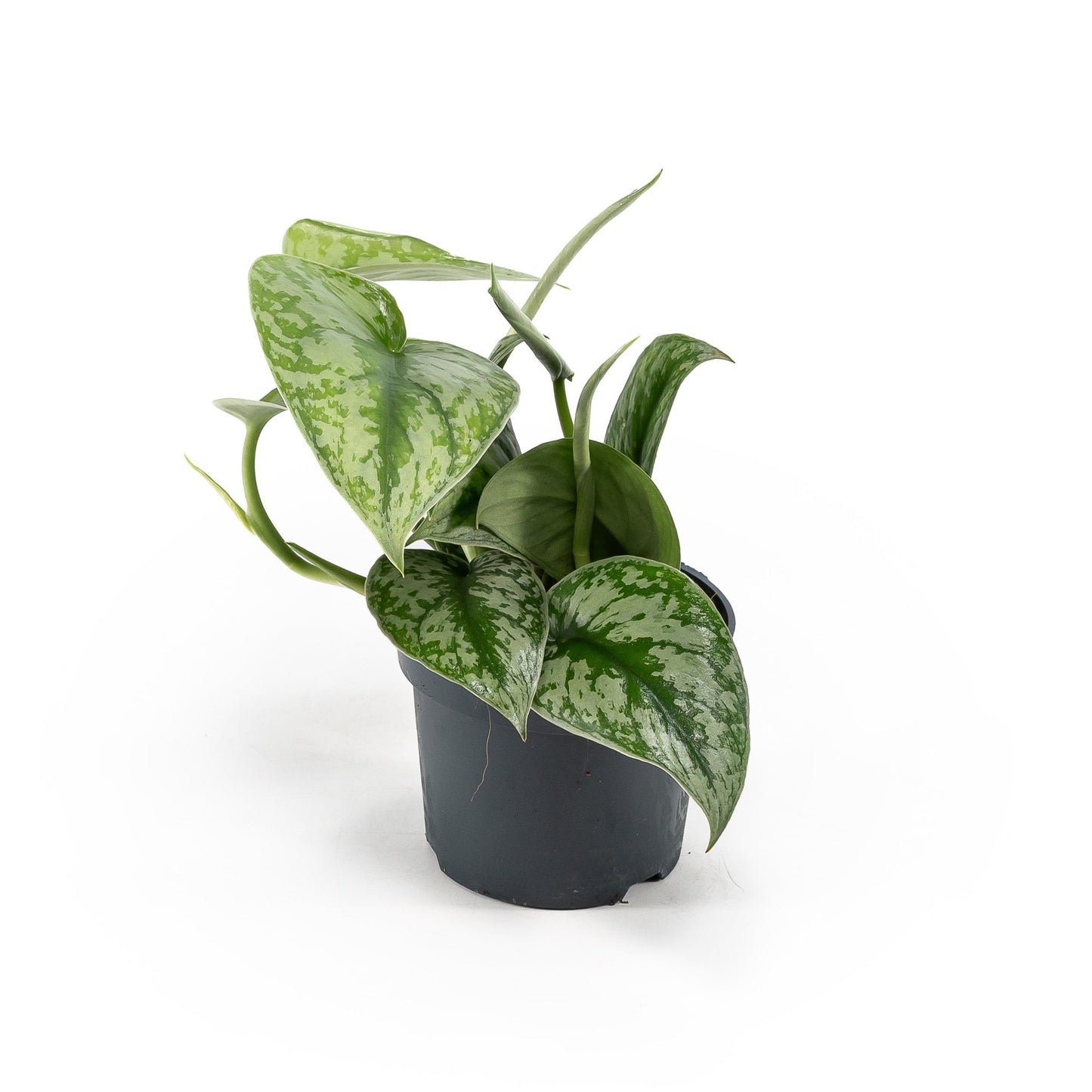 Scindapsus 12cm Pictus Trebie - Green Plant The Horti House