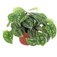 Scindapsus 12cm Pictus - Green Plant The Horti House