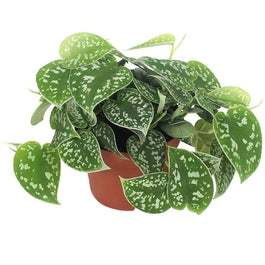 Scindapsus 12cm Pictus - Green Plant The Horti House