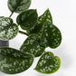 Scindapsus 12cm Pictus - Green Plant The Horti House