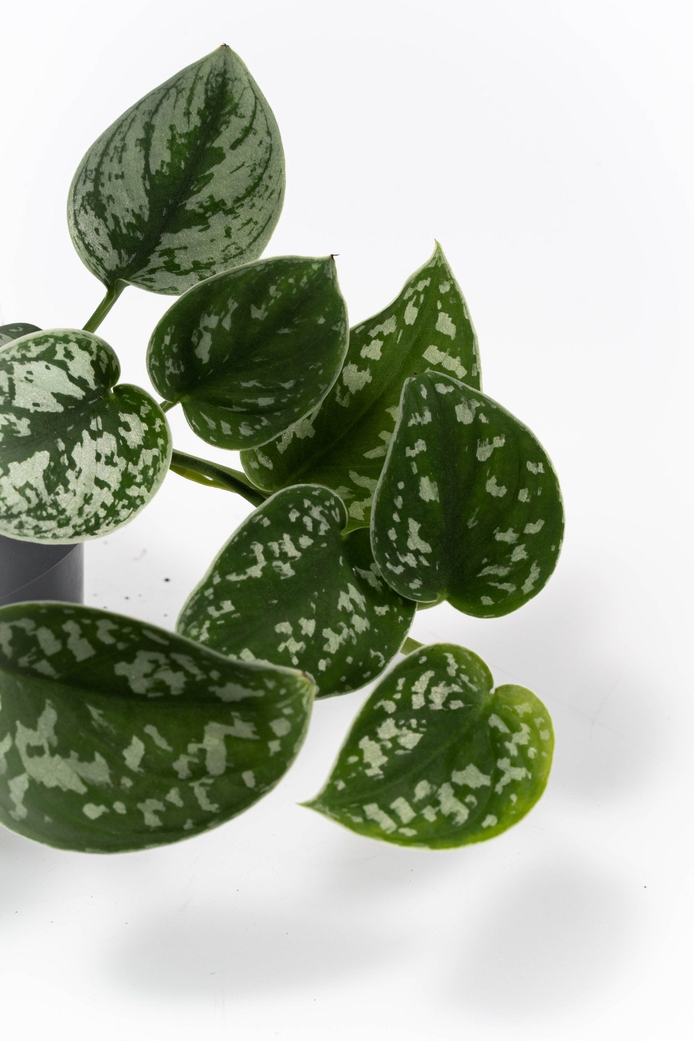 Scindapsus 12cm Pictus - Green Plant The Horti House