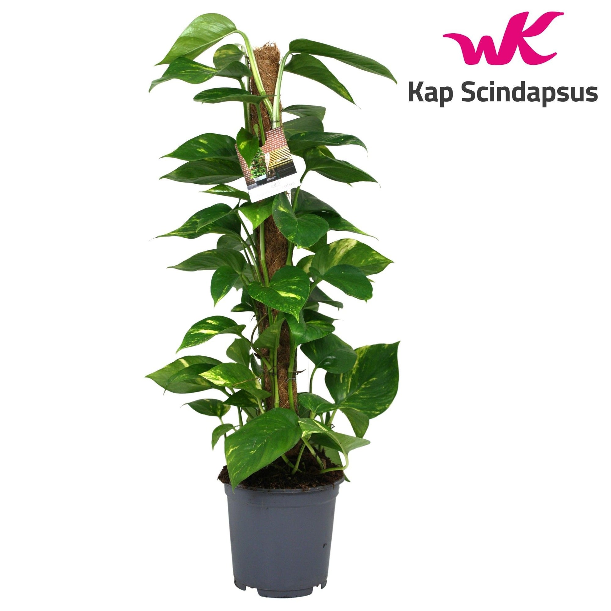 Scindapsus Mosspole 80CM 19CM - Green Plant The Horti House