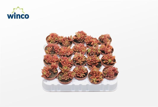 Sedum 5.5cm Rubrotinctum - Succulent The Horti House