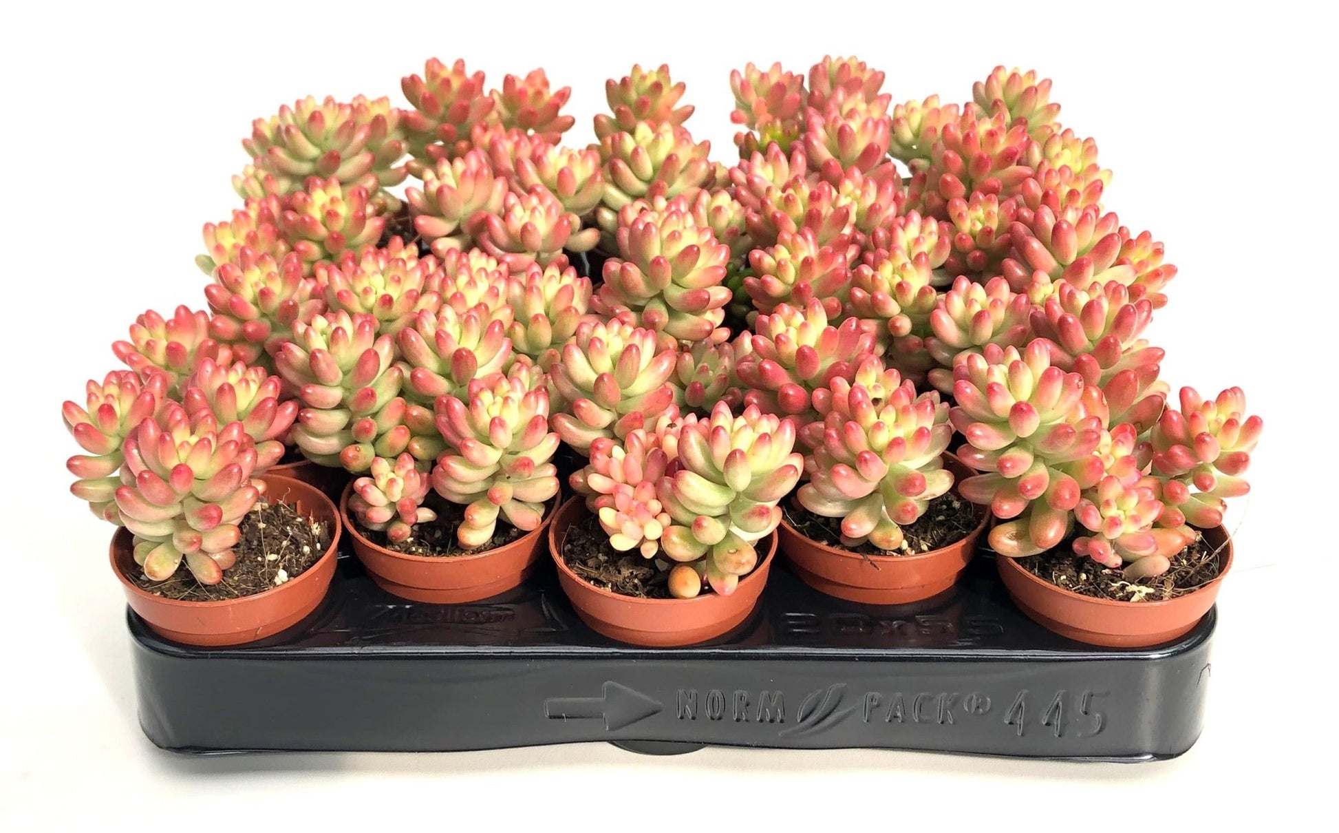 Sedum 5.5cm Rubrotinctum Rosea - Green Plant The Horti House