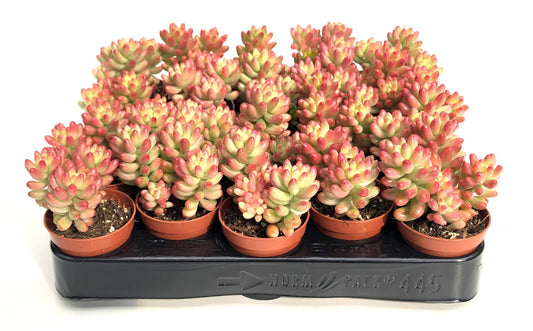 Sedum 5.5cm Rubrotinctum Rosea - Green Plant The Horti House