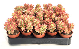 Sedum 5.5cm Rubrotinctum Rosea - Green Plant The Horti House