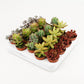 Sedum 5.5cm mix - Succulent The Horti House