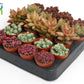Sedum 5.5cm mix - Succulent The Horti House